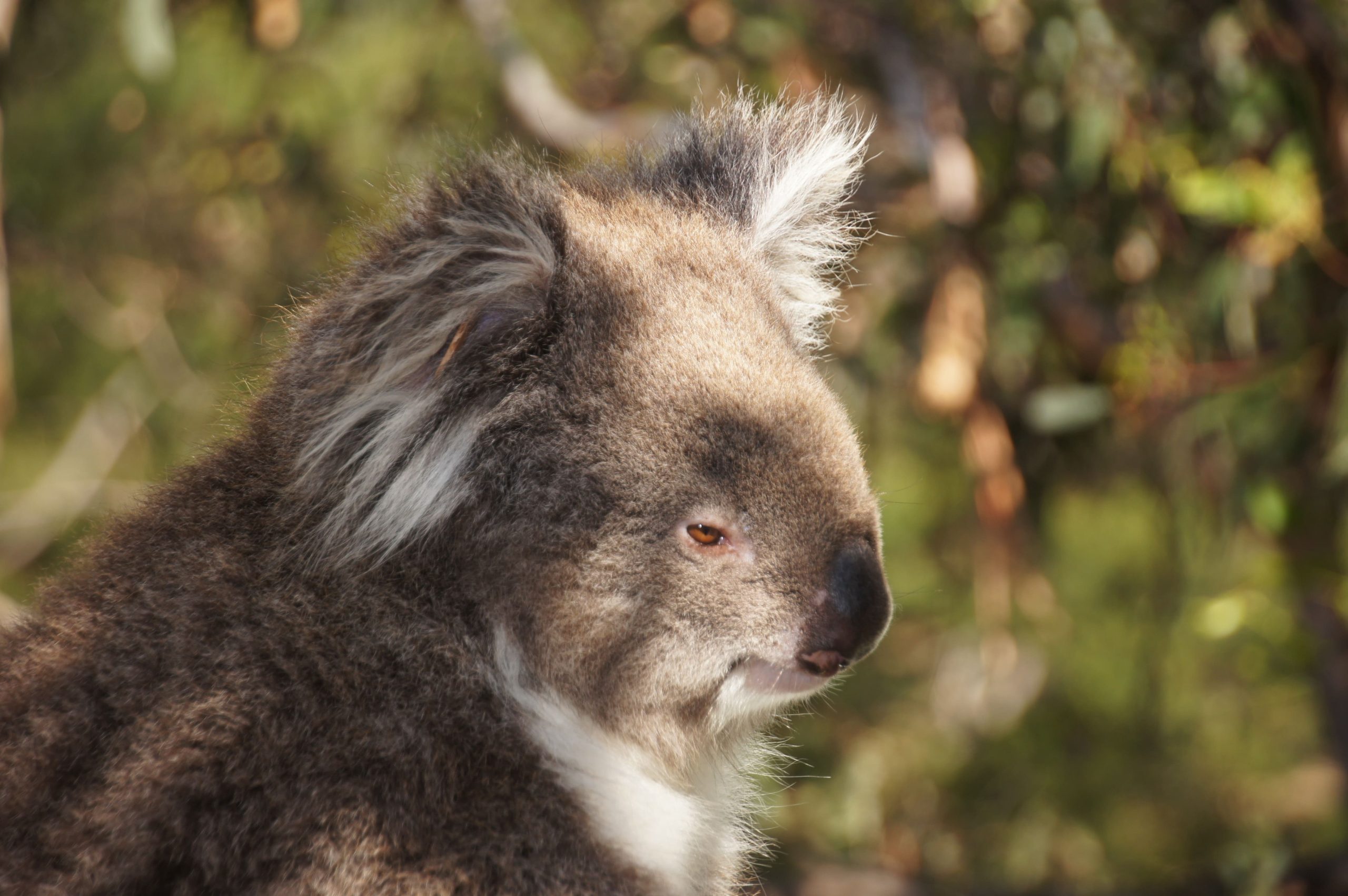 Australia’s efforts to bring koalas back from the brink of extinction